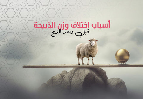 أسباب اختلاف وزن الذبيحة قبل وبعد الذبح  - Meat and More