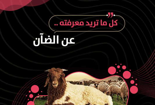 ماهو لحم الضأن؟.. فوائد لحم الضأن، افضل طرق الطهي - Meat and More