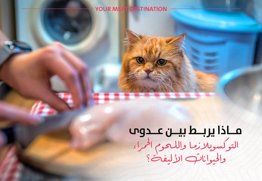 ماذا يربط بين عدوى التوكسوبلازما واللحوم الحمراء والحيوانات الأليفة؟ - Meat and More