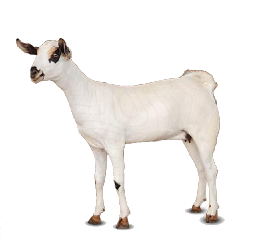 تيس افريقي - ذبيحة تيس افريقي - ذبيحة - لحم تيس - ملحمة - افضل ملحمة في الرياض - لحم غنم - لحم ماعز 