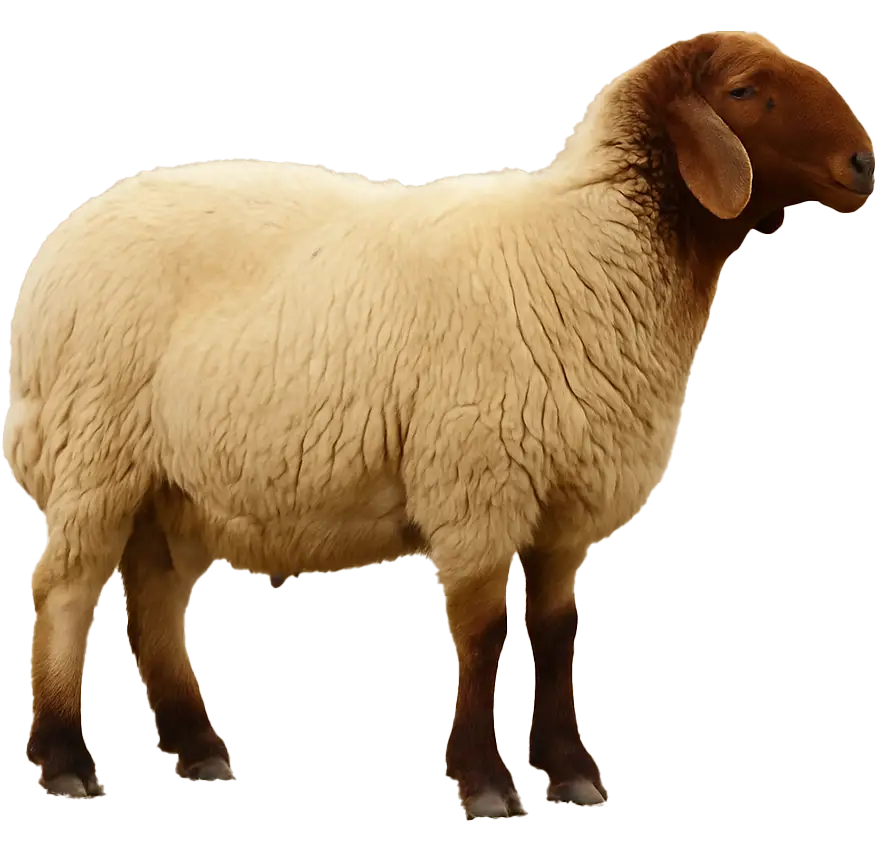 خروف نعيمي بلدي - ذبيحة نعيمي - لحم نعيمي - لحم غنم - غنم نعيمي - لحم غنم - ملحمة غنم - لحم غنم مفروم