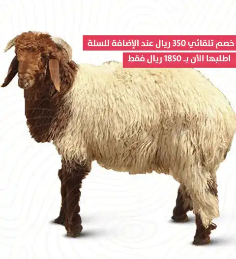 ذبيحة نعيمي جذع - شراء لحوم طازجة في الرياض - أفضل ملحمة في الدمام - توصيل اللحوم الطازجة في الخبر - طلب لحوم عجل طازجة في الظهران - Meat and More