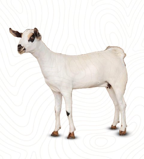 ذبيحة تيس افريقي - شراء لحوم طازجة في الرياض - أفضل ملحمة في الدمام - توصيل اللحوم الطازجة في الخبر - طلب لحوم عجل طازجة في الظهران - Meat and More